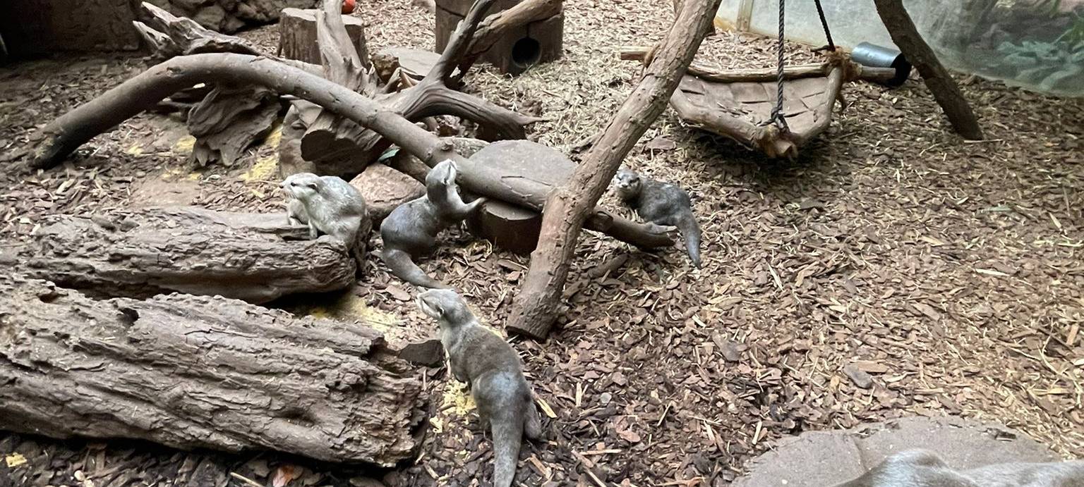 Zwergotter-Drillinge aus dem Dortmunder Zoo haben einen Namen
