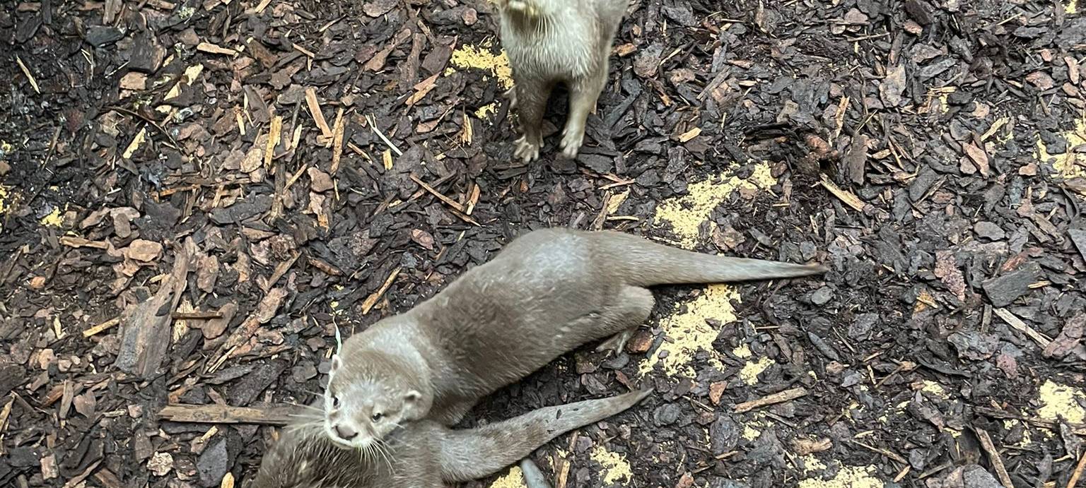 Zwergotter-Drillinge aus dem Dortmunder Zoo haben einen Namen