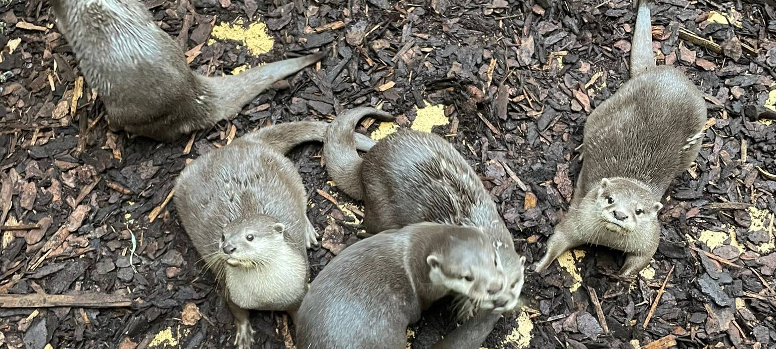 Zwergotter-Drillinge aus dem Dortmunder Zoo haben einen Namen