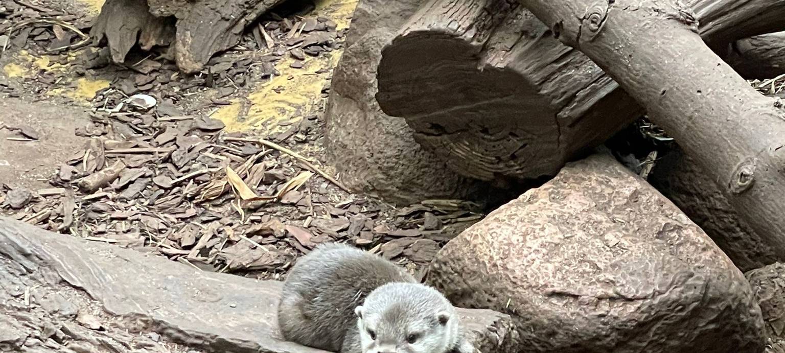 Zwergotter-Drillinge aus dem Dortmunder Zoo haben einen Namen