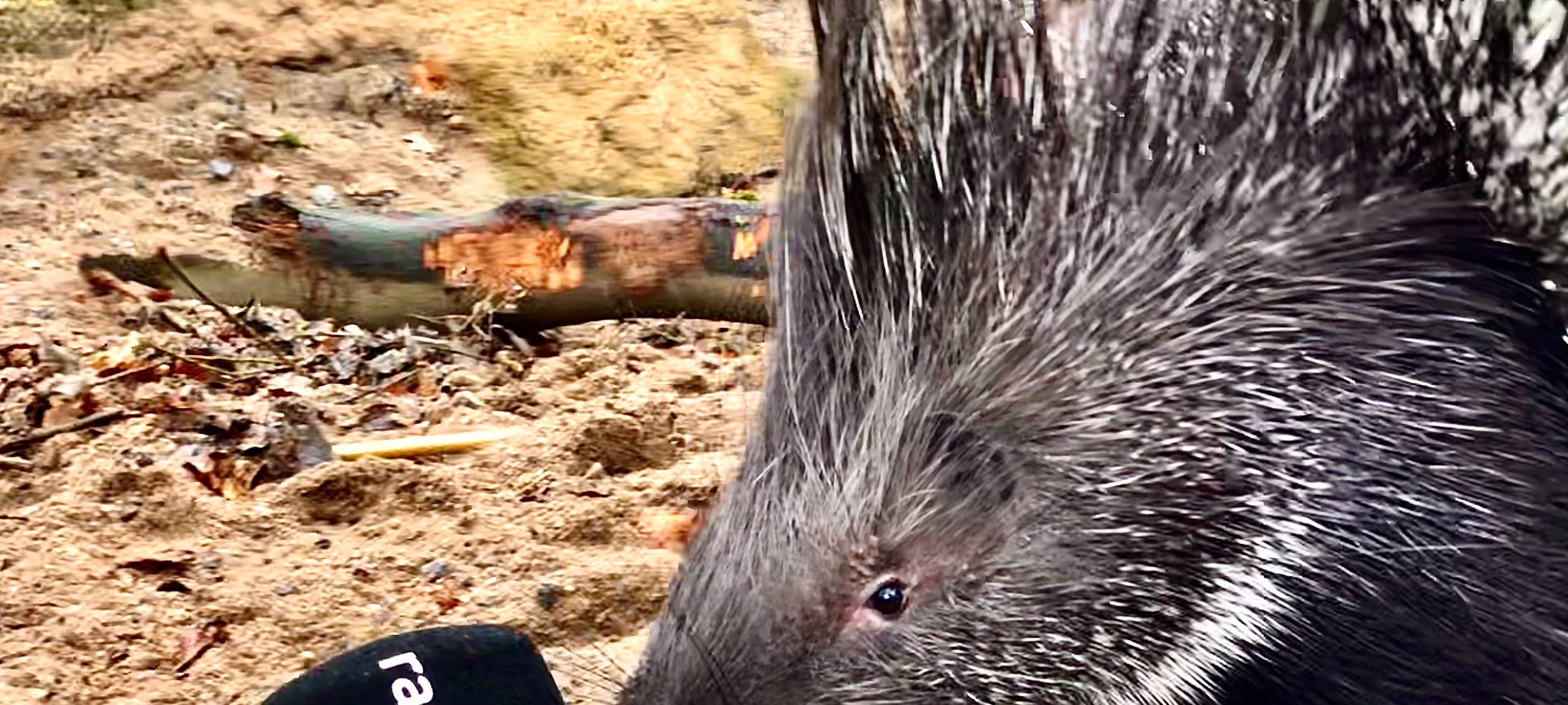 Sturm in Dortmund: Zoo und Westfalenpark bleiben dicht