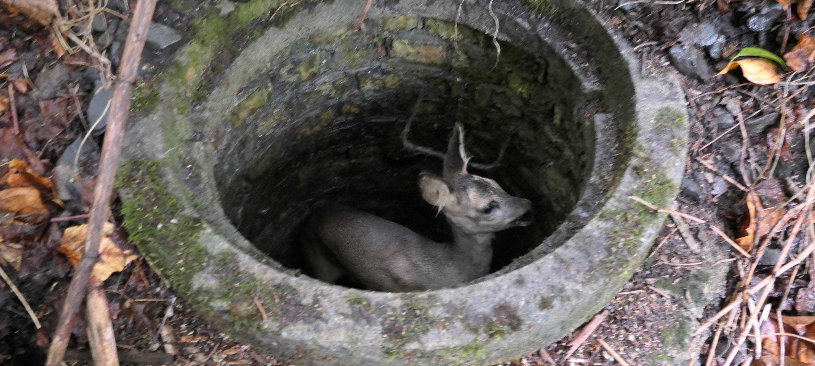 Dortmunder Feuerwehr rettet Reh-Kitz
