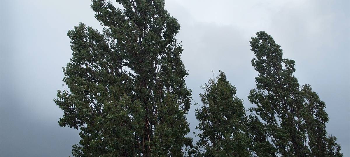 Sturm in Dortmund: Frau in Aplerbeck schwer verletzt