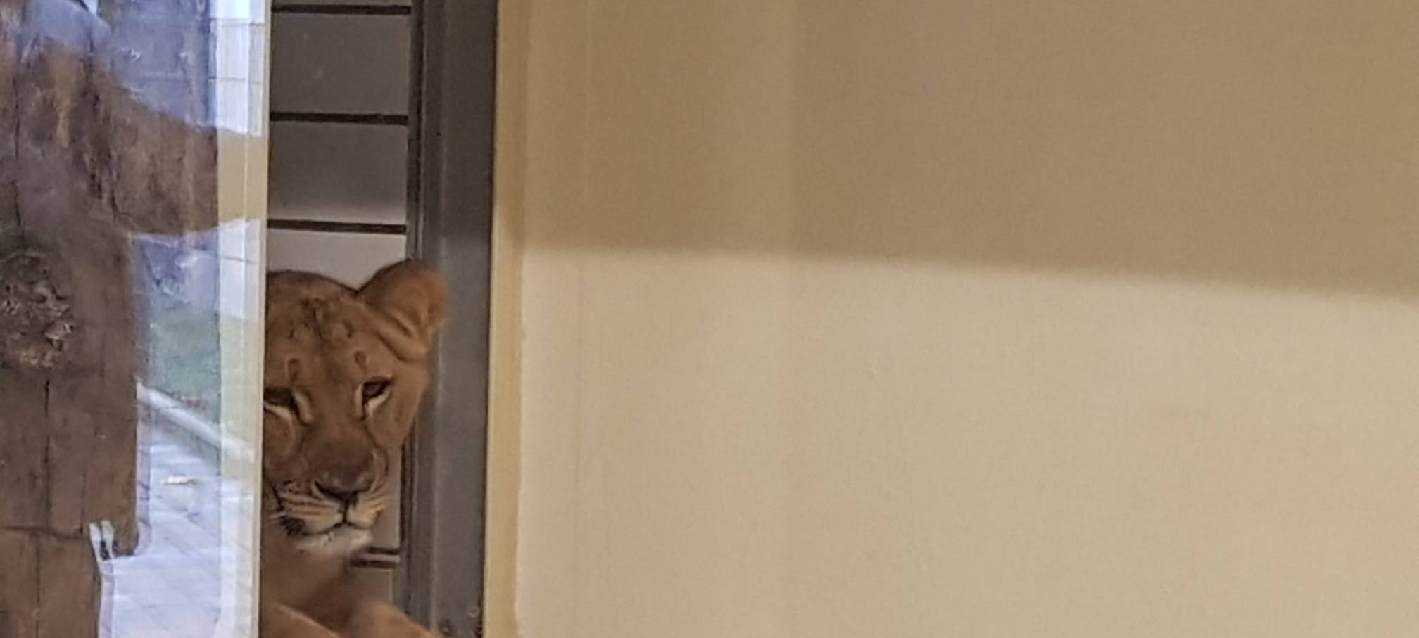 Löwenhaus im Dortmunder Zoo eröffnet