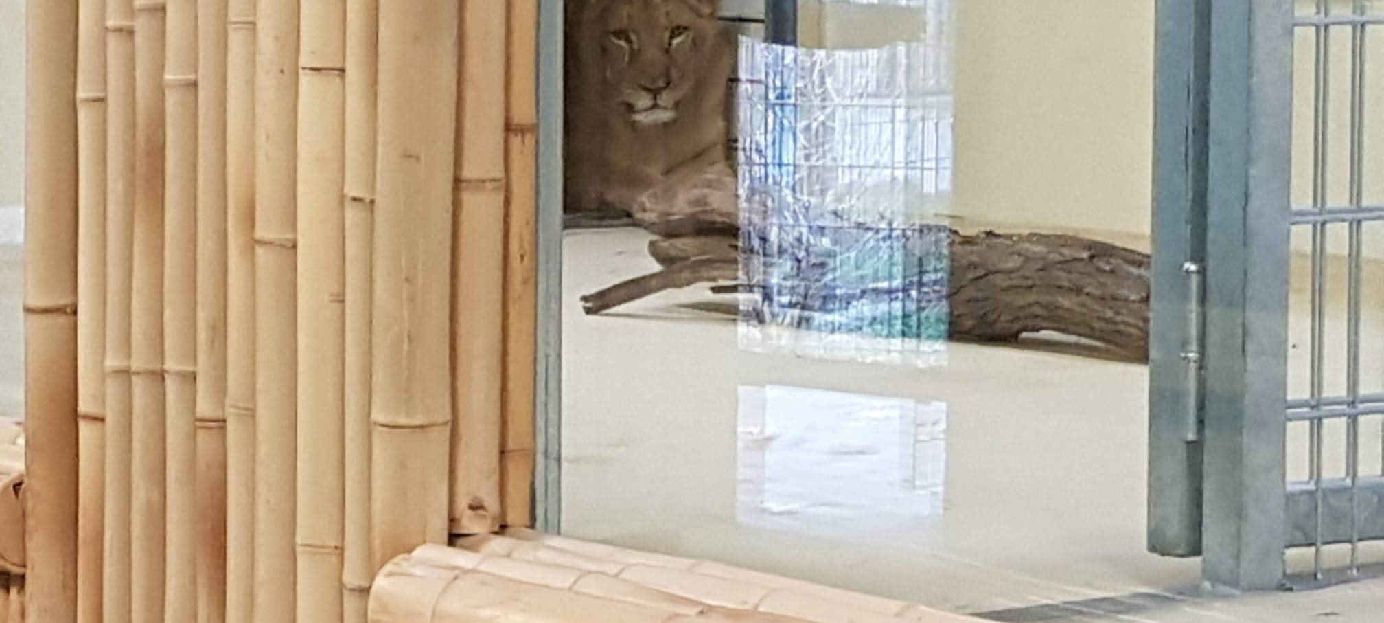Löwenhaus im Dortmunder Zoo eröffnet