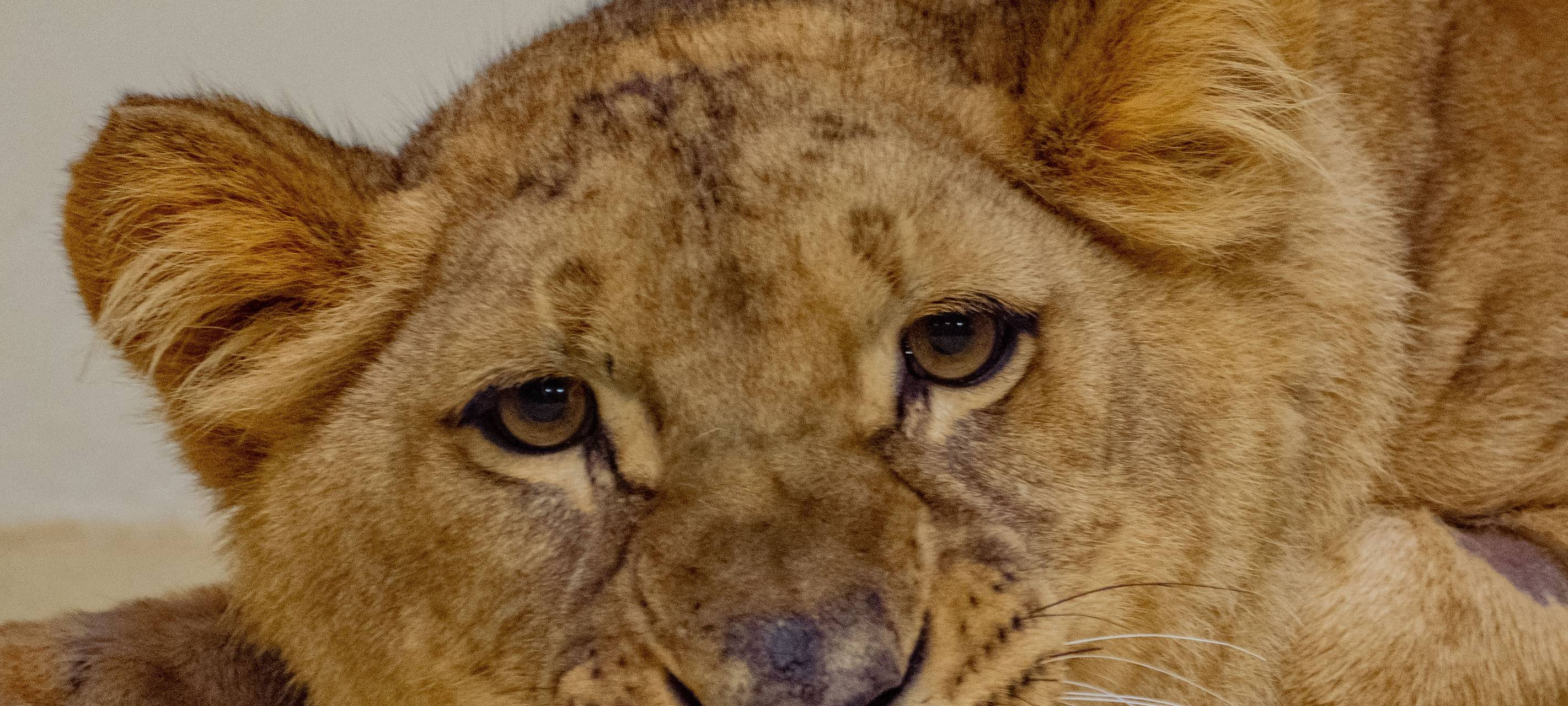 Löwenhaus im Dortmunder Zoo eröffnet