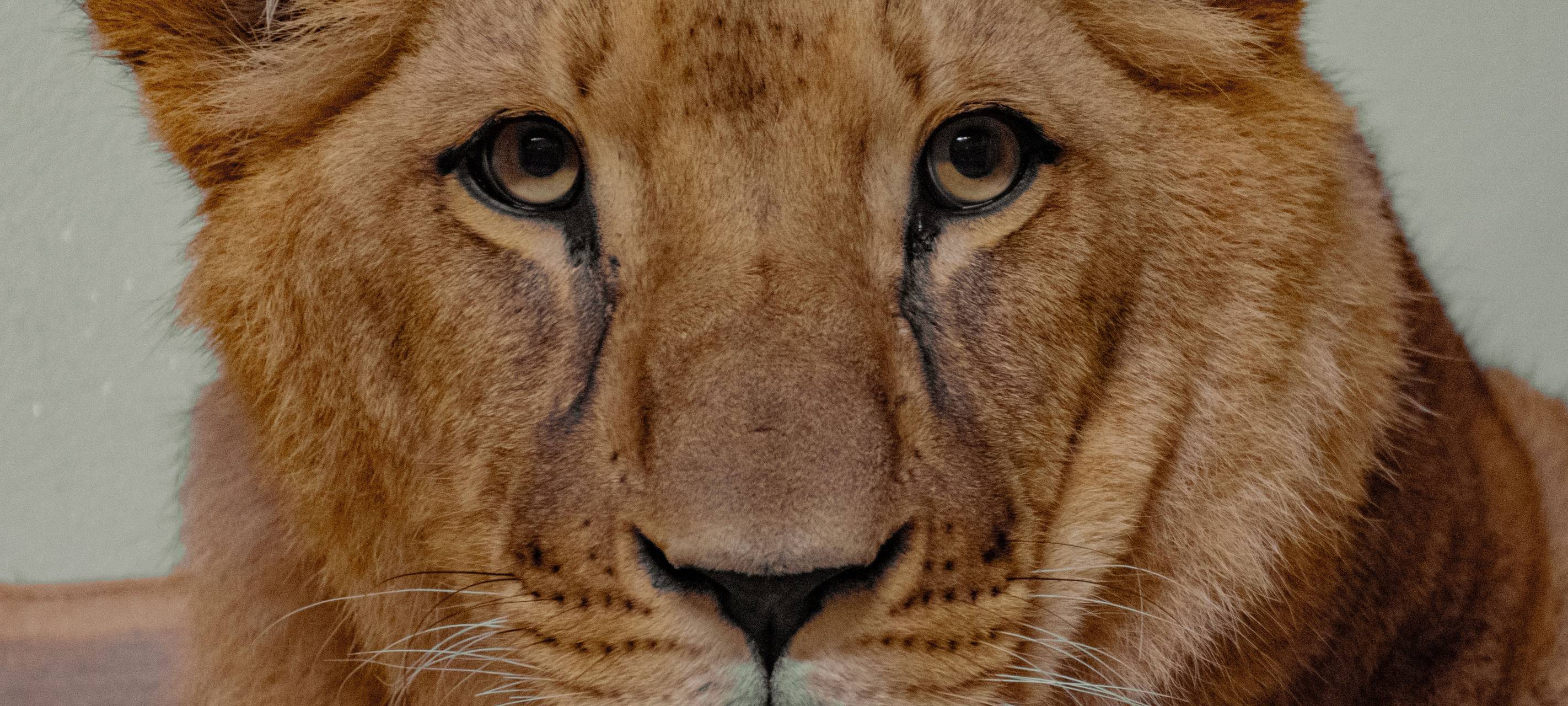 Löwenhaus im Dortmunder Zoo eröffnet
