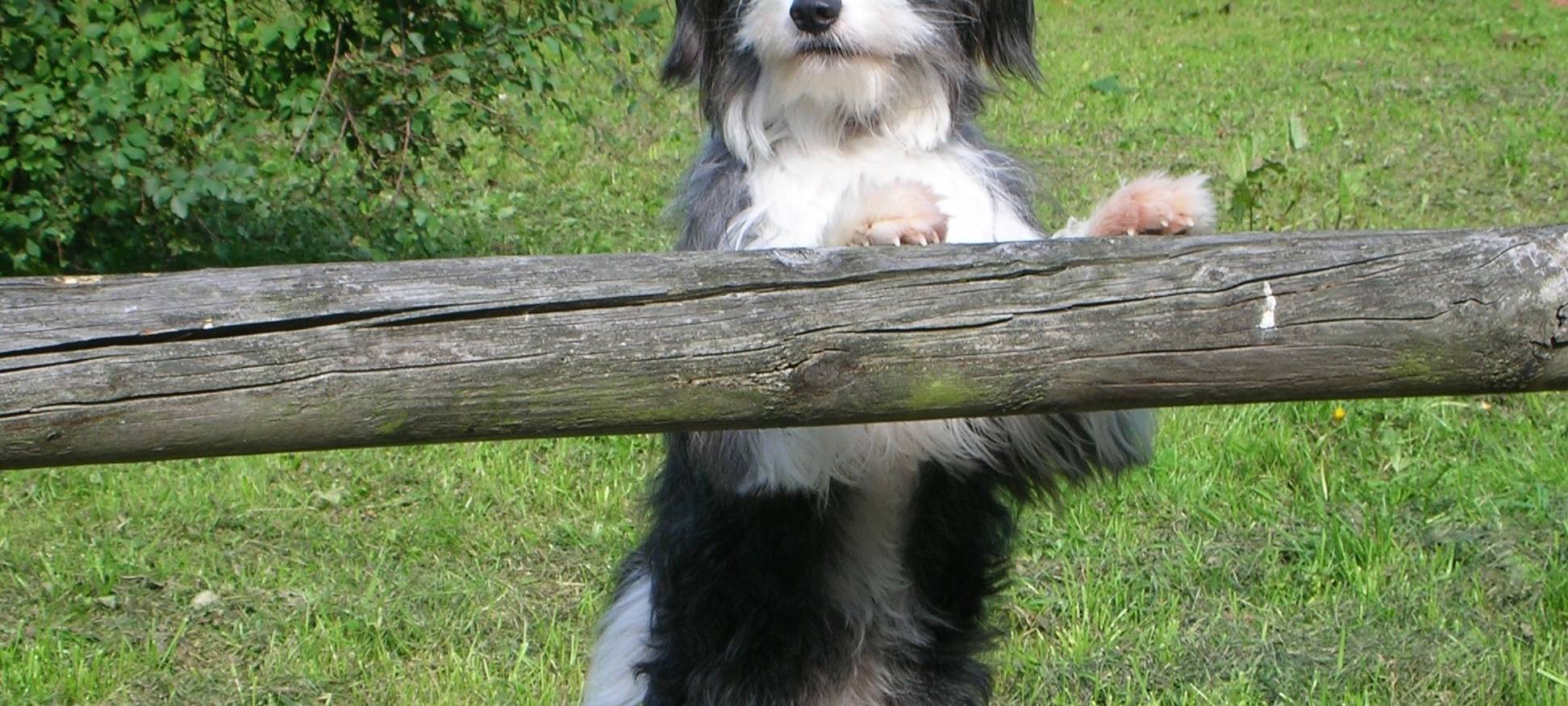 Dortmunder Filmhund TomTom gestorben