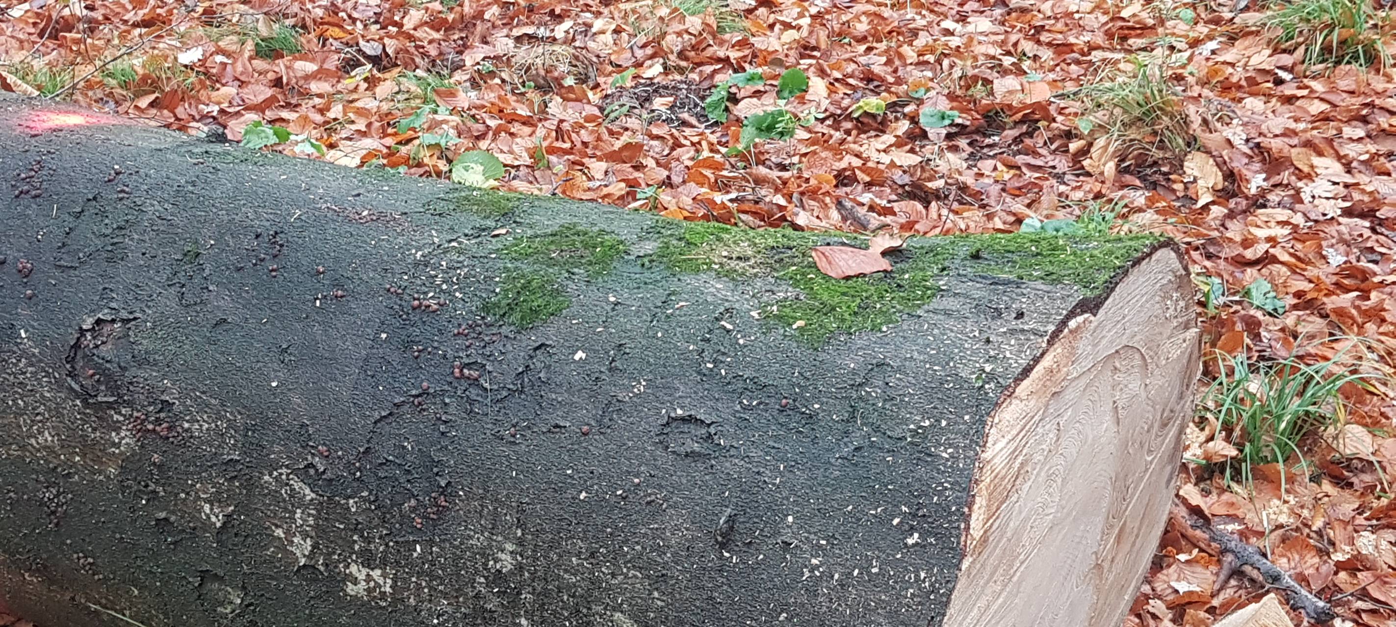 Dortmunder Naturschützer kritisieren Abholzung im Kurler Busch