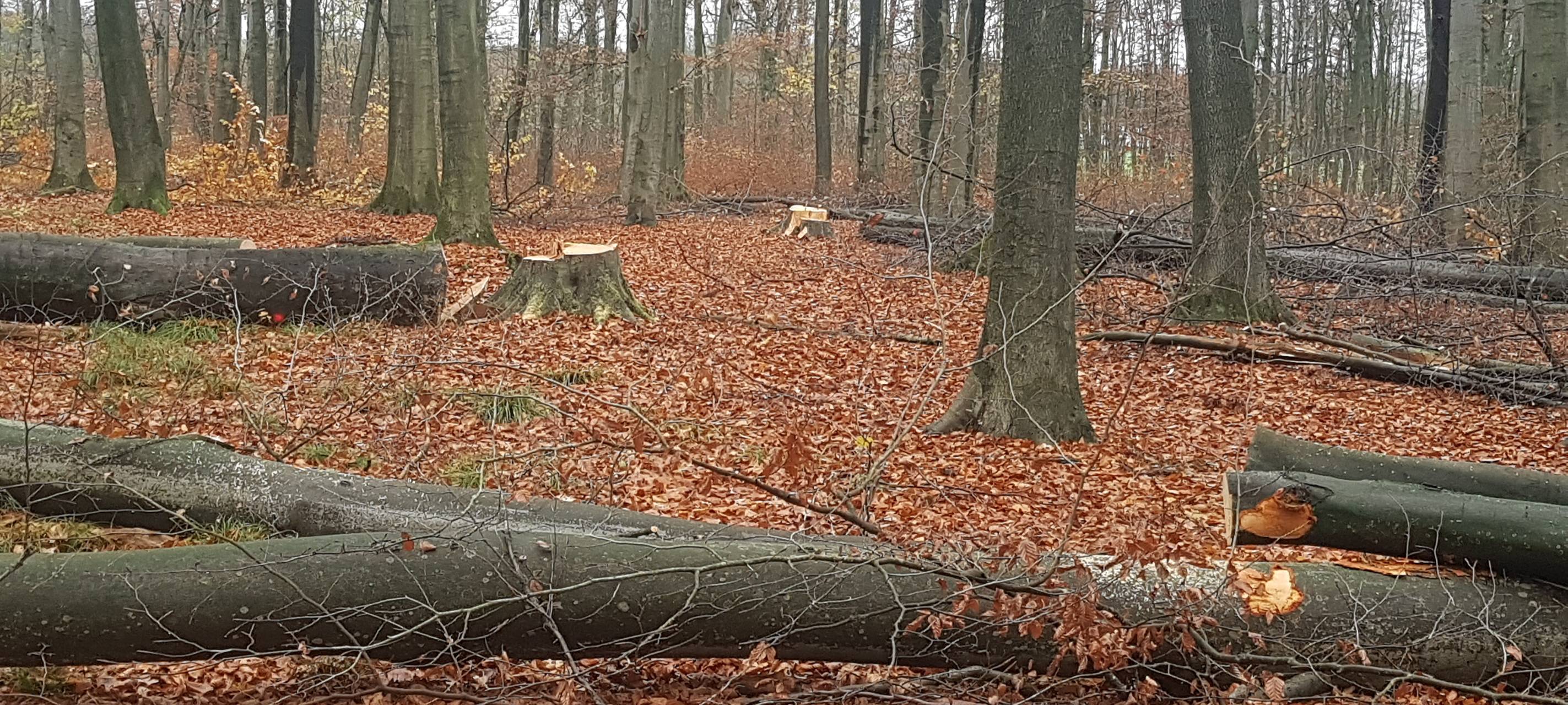 Dortmunder Naturschützer kritisieren Abholzung im Kurler Busch