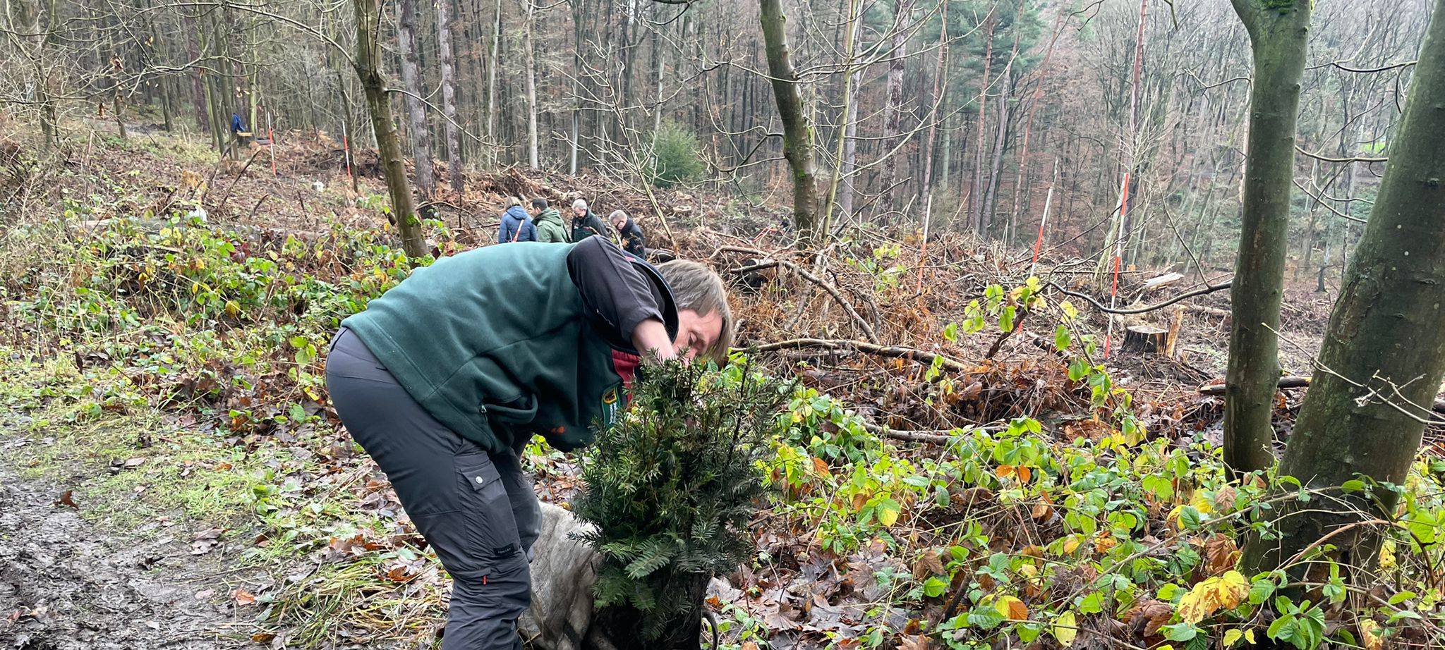Stadt Dortmund pflanzt 13.000 neue Bäume im Dortmunder Süden