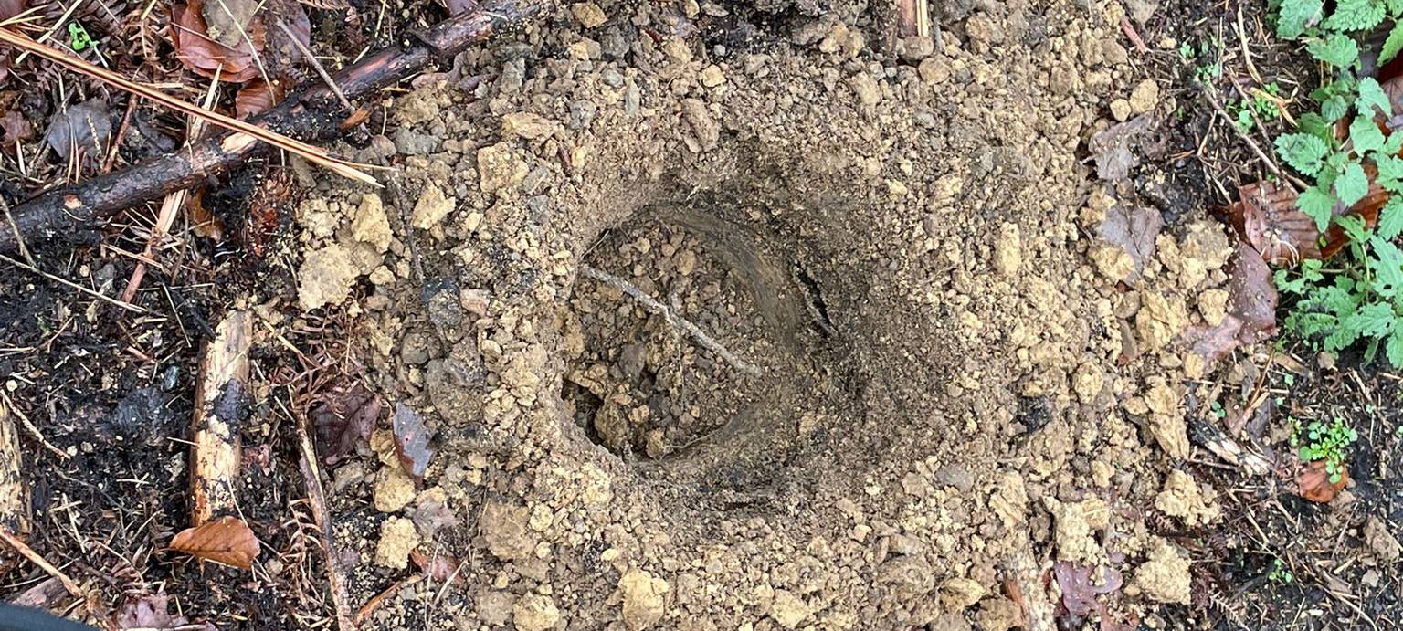 Stadt Dortmund pflanzt 13.000 neue Bäume im Dortmunder Süden