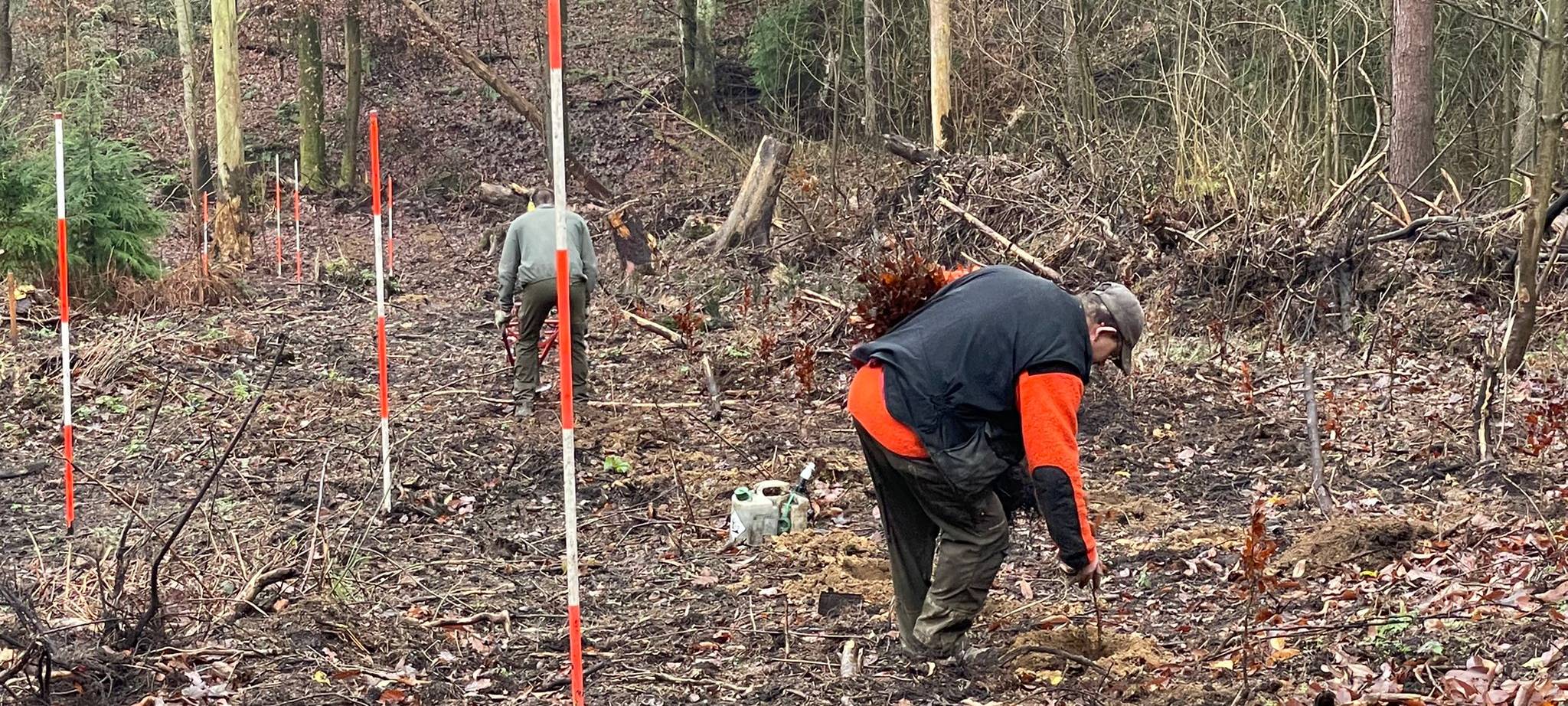 Stadt Dortmund pflanzt 13.000 neue Bäume im Dortmunder Süden