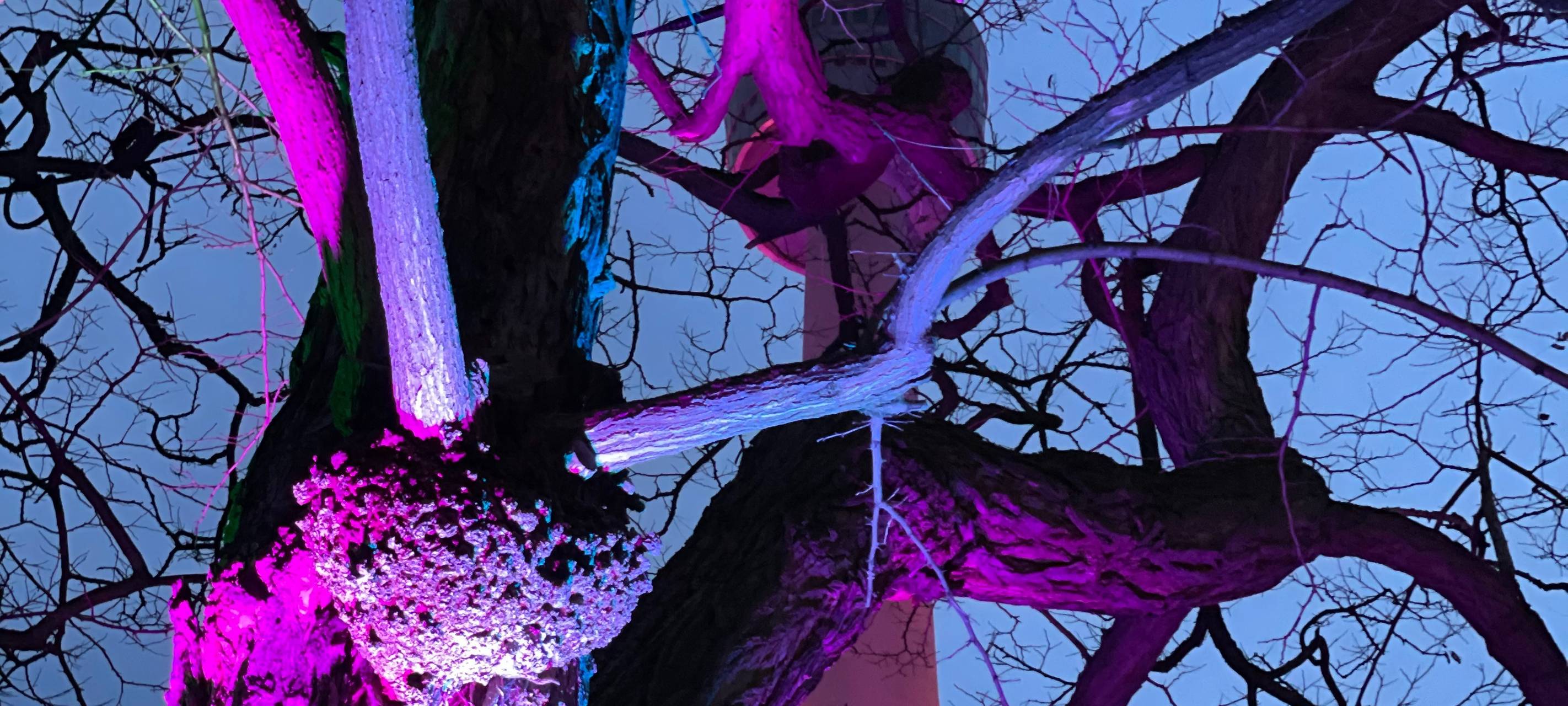 Winterleuchten beginnt im Dortmunder Westfalenpark