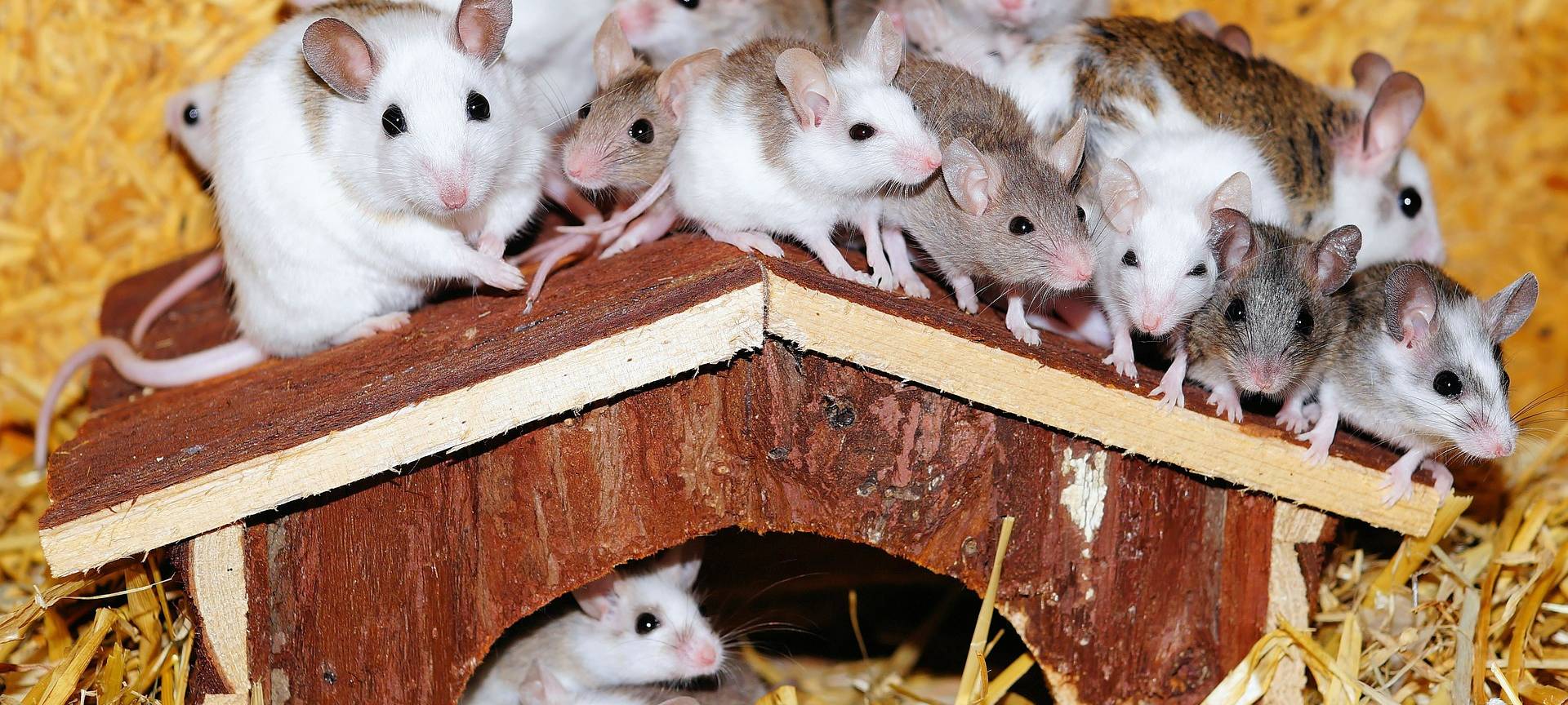 Die Mäuse sind los