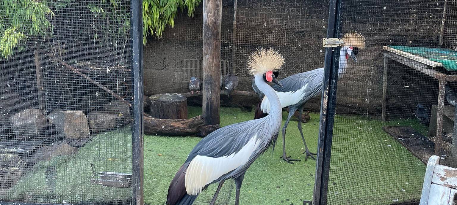 Trotz massiver Proteste: Vögel aus Auffangstation getötet