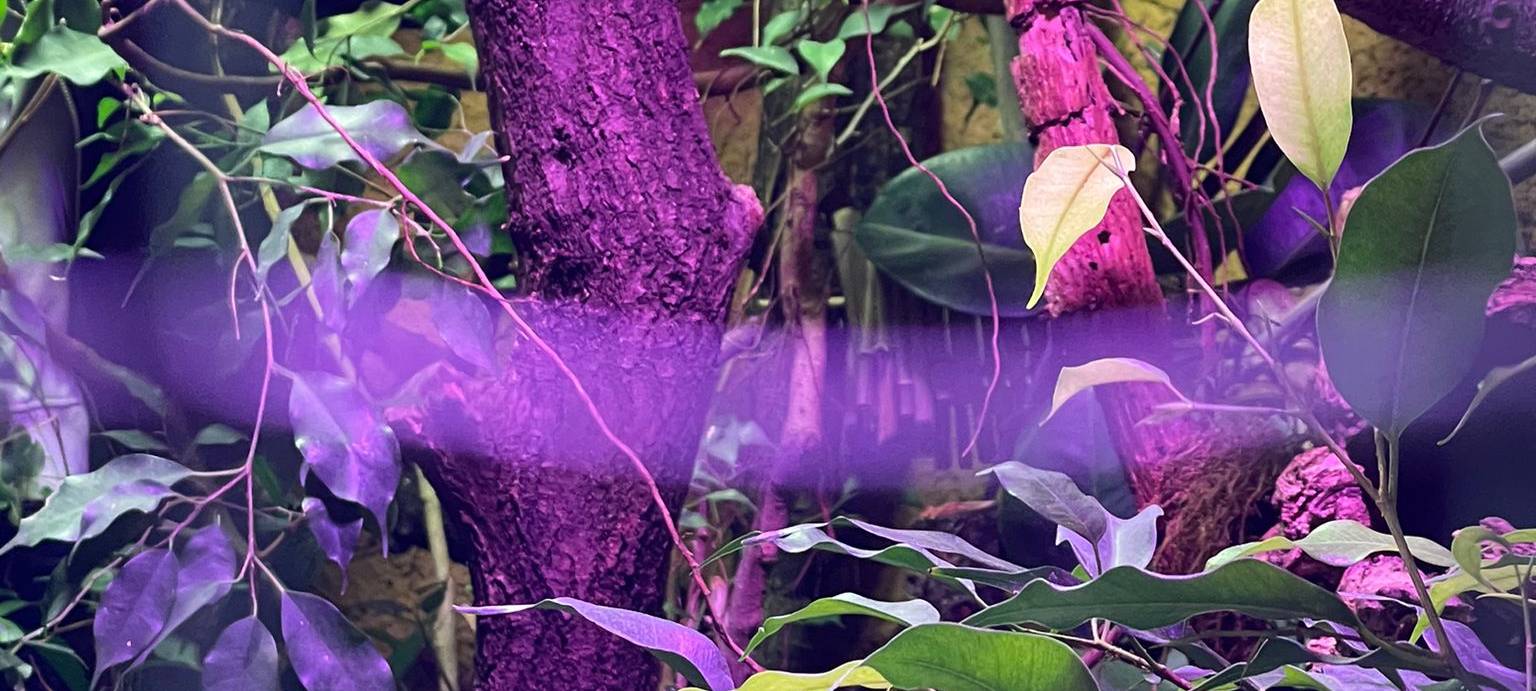 Dortmund Zoo: Plumplori-Neuzugang wird nach 11-jähriger Patin benannt