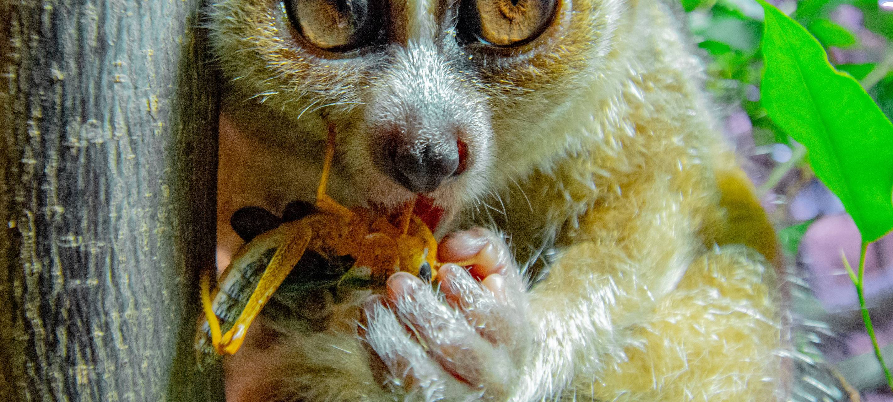 Dortmund Zoo: Plumplori-Neuzugang wird nach 11-jähriger Patin benannt