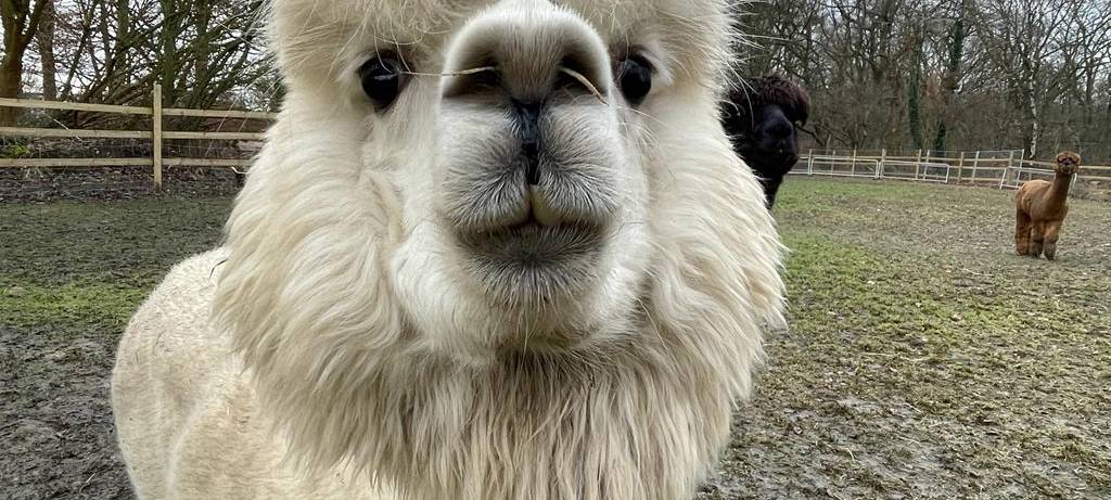 Alpaka Farm Syburg