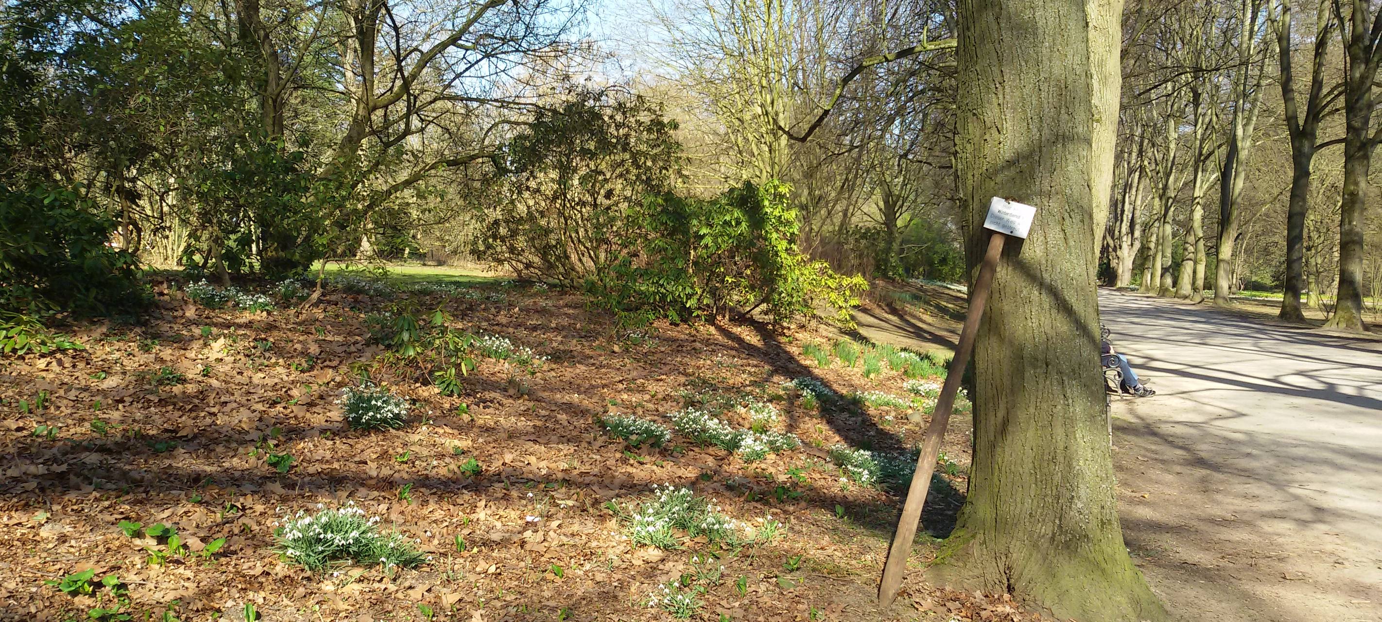 Vorfrühling im Rombergpark