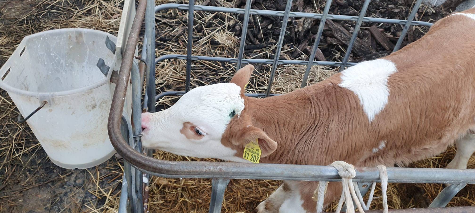 Helden der Frühschicht: Auf dem Bauernhof Kampmann
