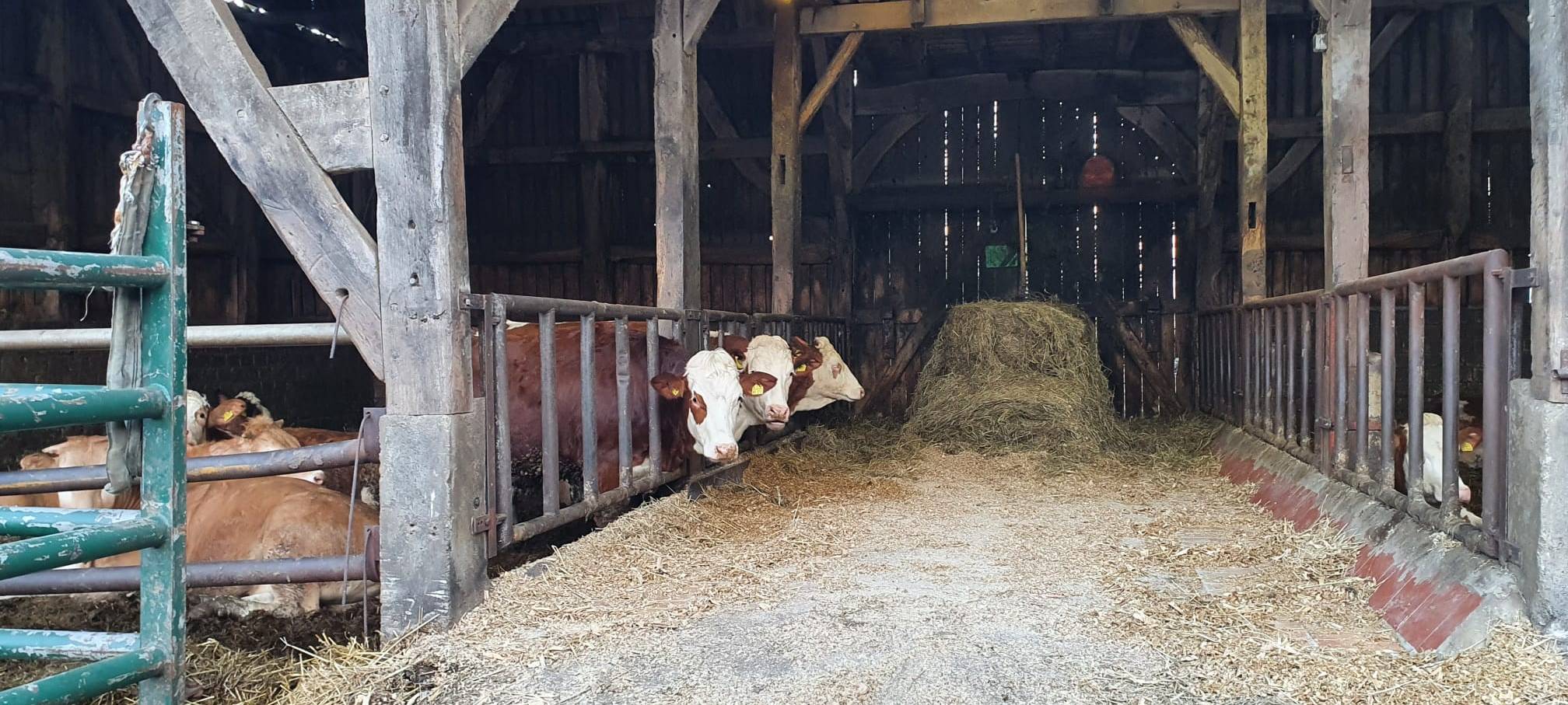 Helden der Frühschicht: Auf dem Bauernhof Kampmann