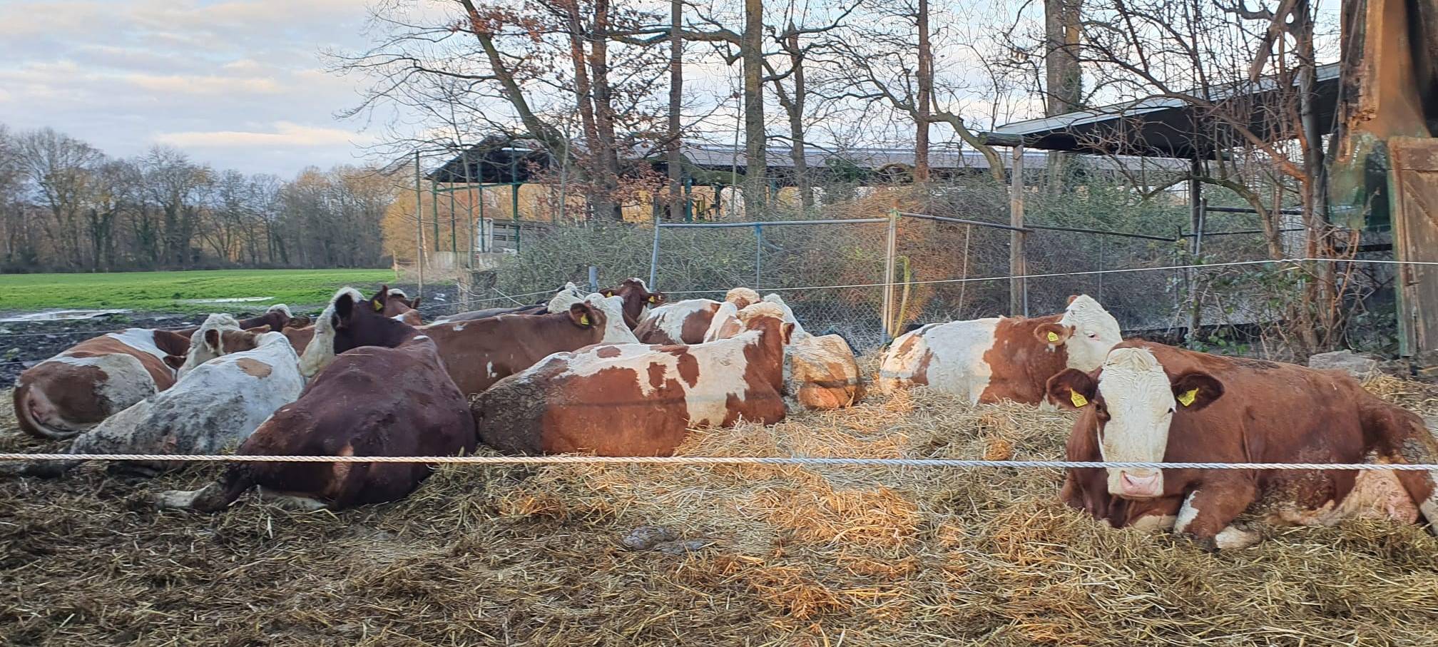 Helden der Frühschicht: Auf dem Bauernhof Kampmann