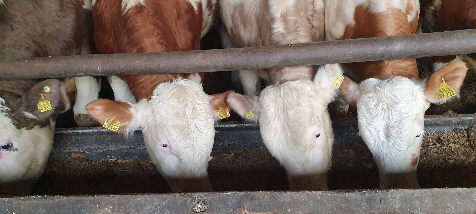 Helden der Frühschicht: Auf dem Bauernhof Kampmann