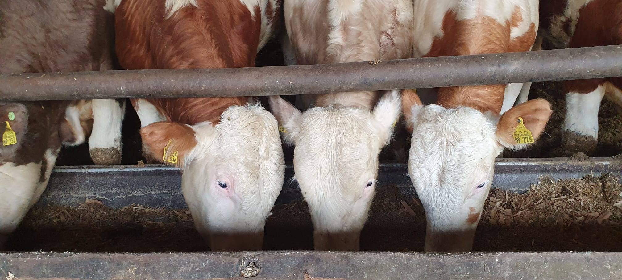 Helden der Frühschicht: Auf dem Bauernhof Kampmann
