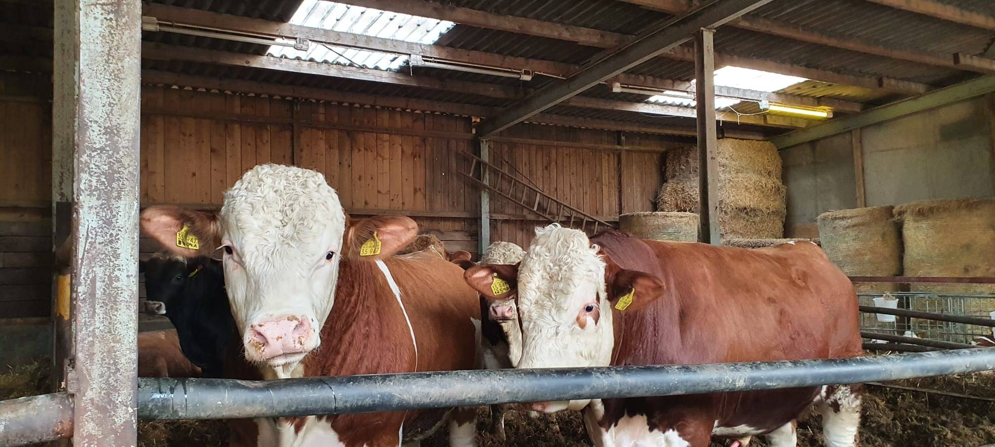 Helden der Frühschicht: Auf dem Bauernhof Kampmann