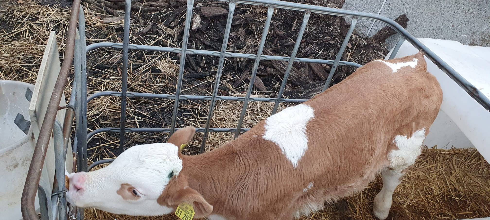 Helden der Frühschicht: Auf dem Bauernhof Kampmann