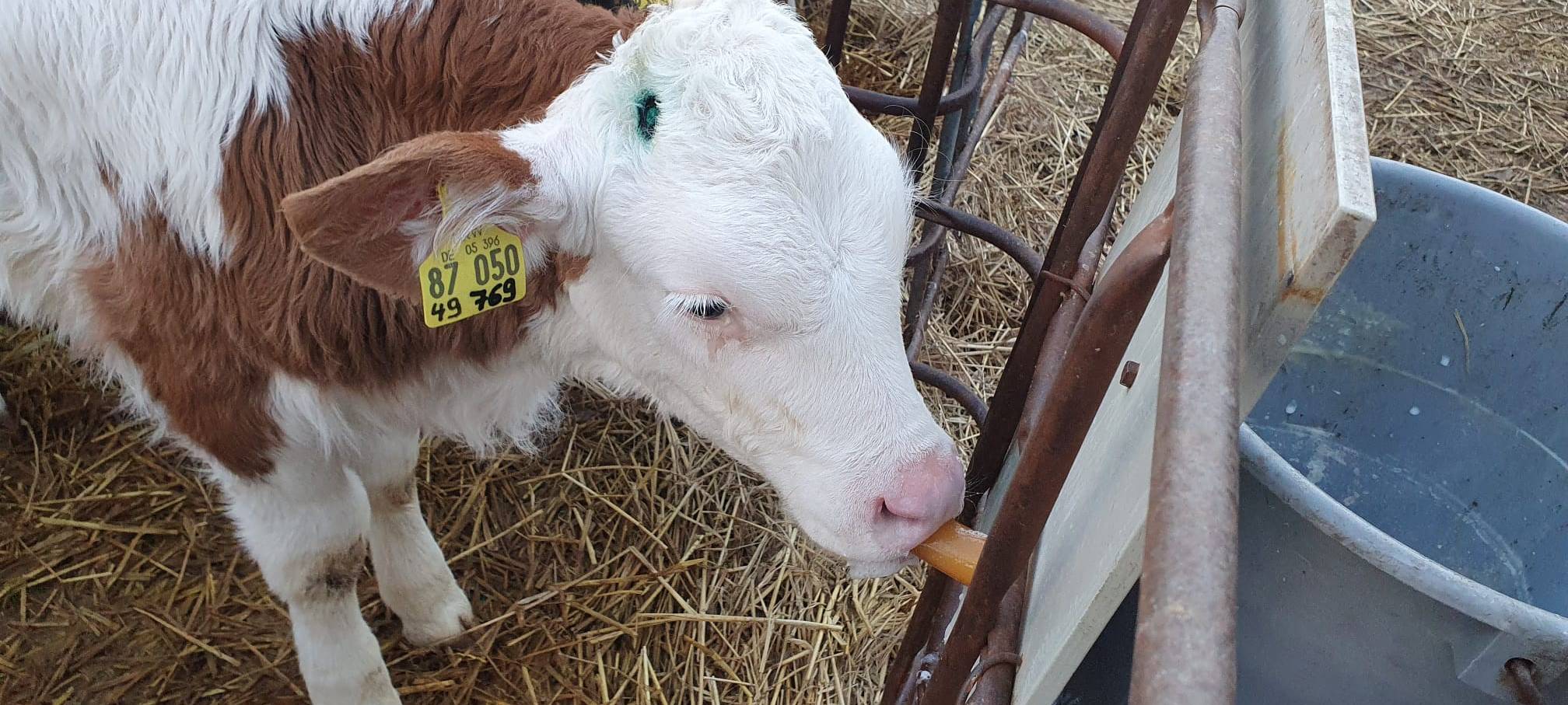 Helden der Frühschicht: Auf dem Bauernhof Kampmann