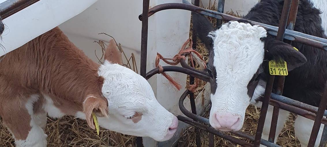 Helden der Frühschicht: Auf dem Bauernhof Kampmann
