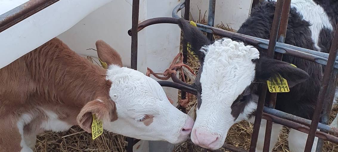 Helden der Frühschicht: Auf dem Bauernhof Kampmann