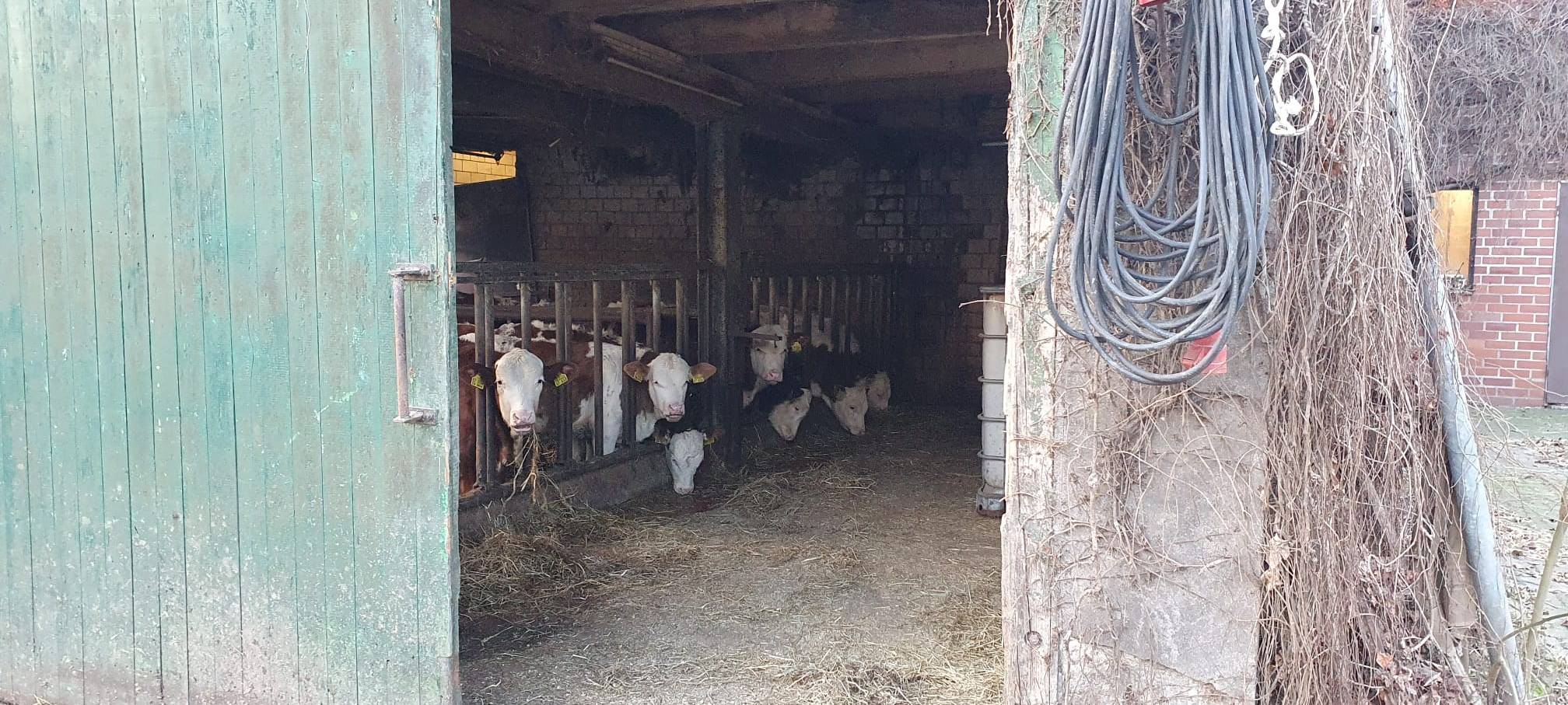 Helden der Frühschicht: Auf dem Bauernhof Kampmann