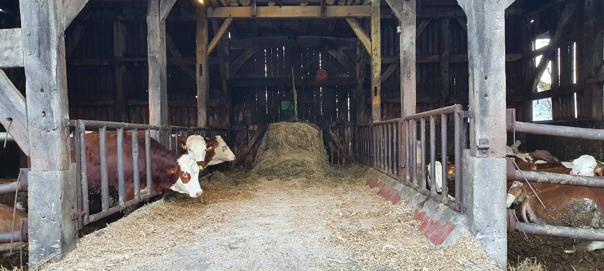 Helden der Frühschicht: Auf dem Bauernhof Kampmann