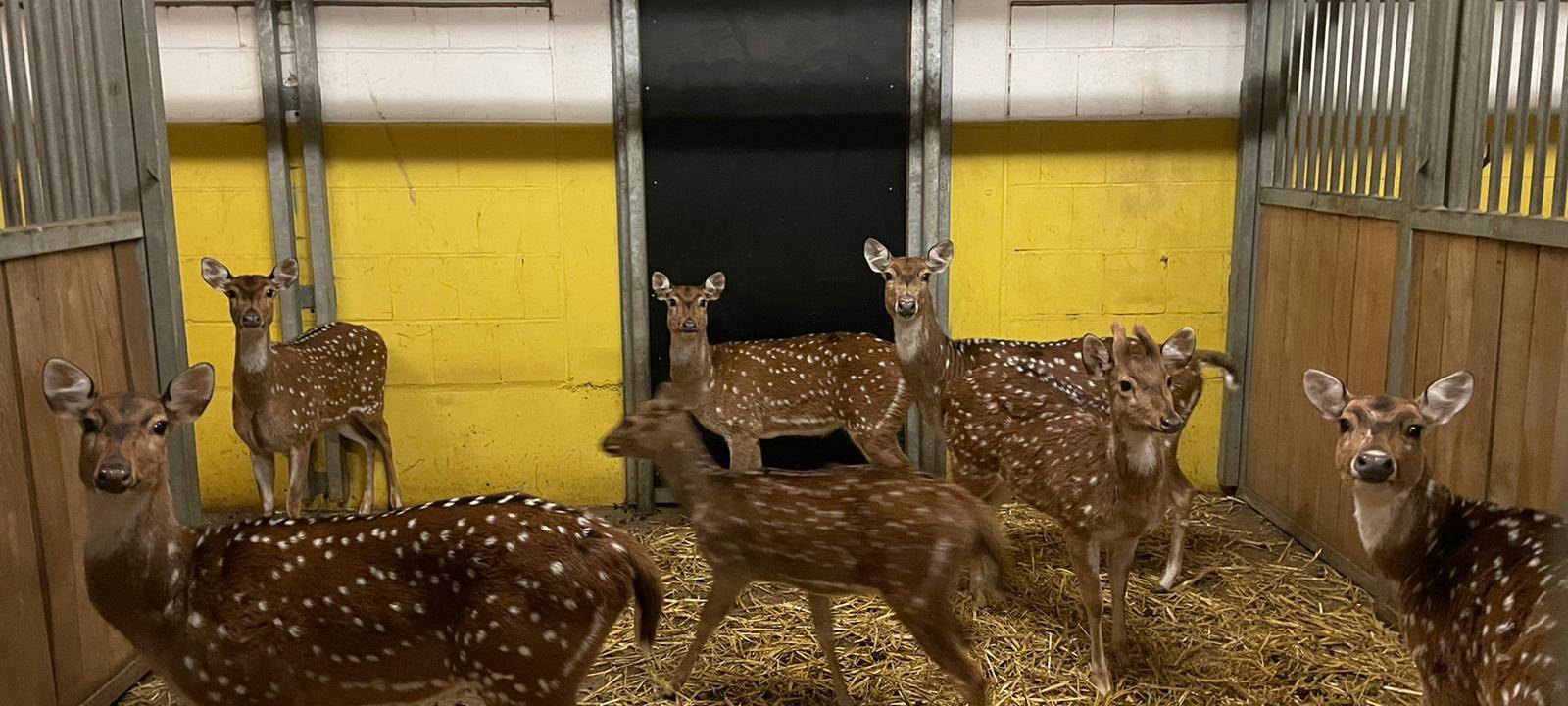 Helden der Frühschicht: Tierpfleger im Dortmunder Zoo