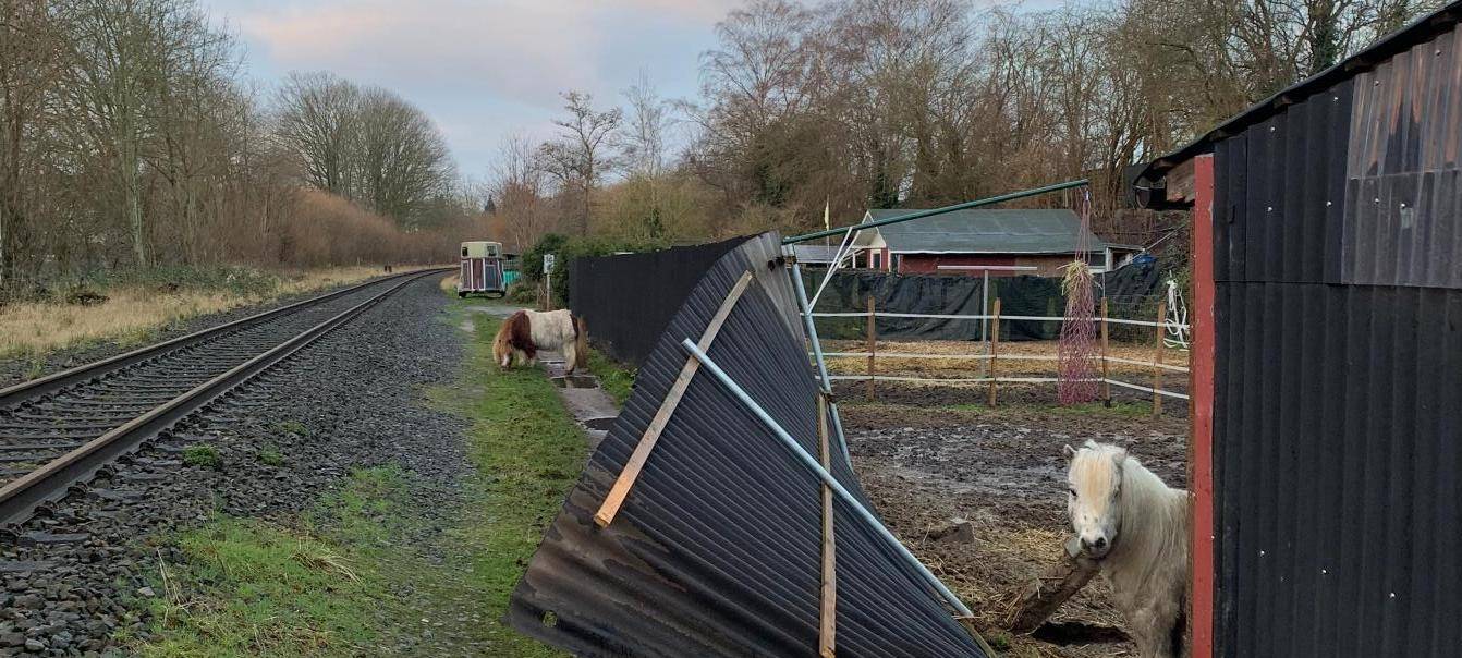 Dortmund: Bundespolizei fängt entlaufene Ponys auf Bahnstrecke ein