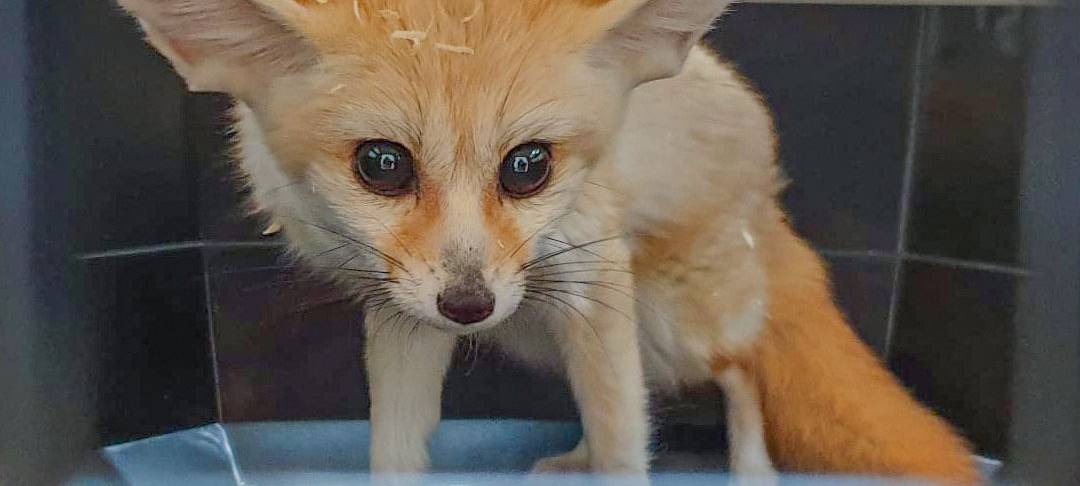 Erster Wüstenfuchs im Dortmunder Zoo angekommen