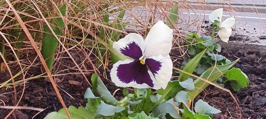 Helden der Frühschicht: Dortmunder Grünflächenamt