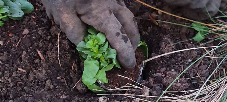 Helden der Frühschicht: Dortmunder Grünflächenamt