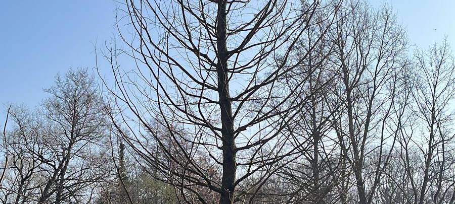 Helden der Frühschicht: Landschaftsgärtner im Rombergpark