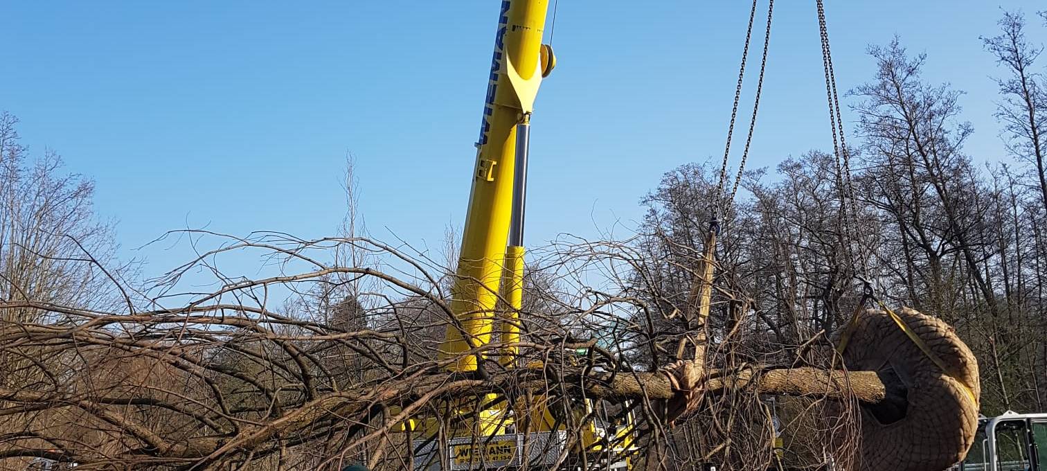 Helden der Frühschicht: Landschaftsgärtner im Rombergpark
