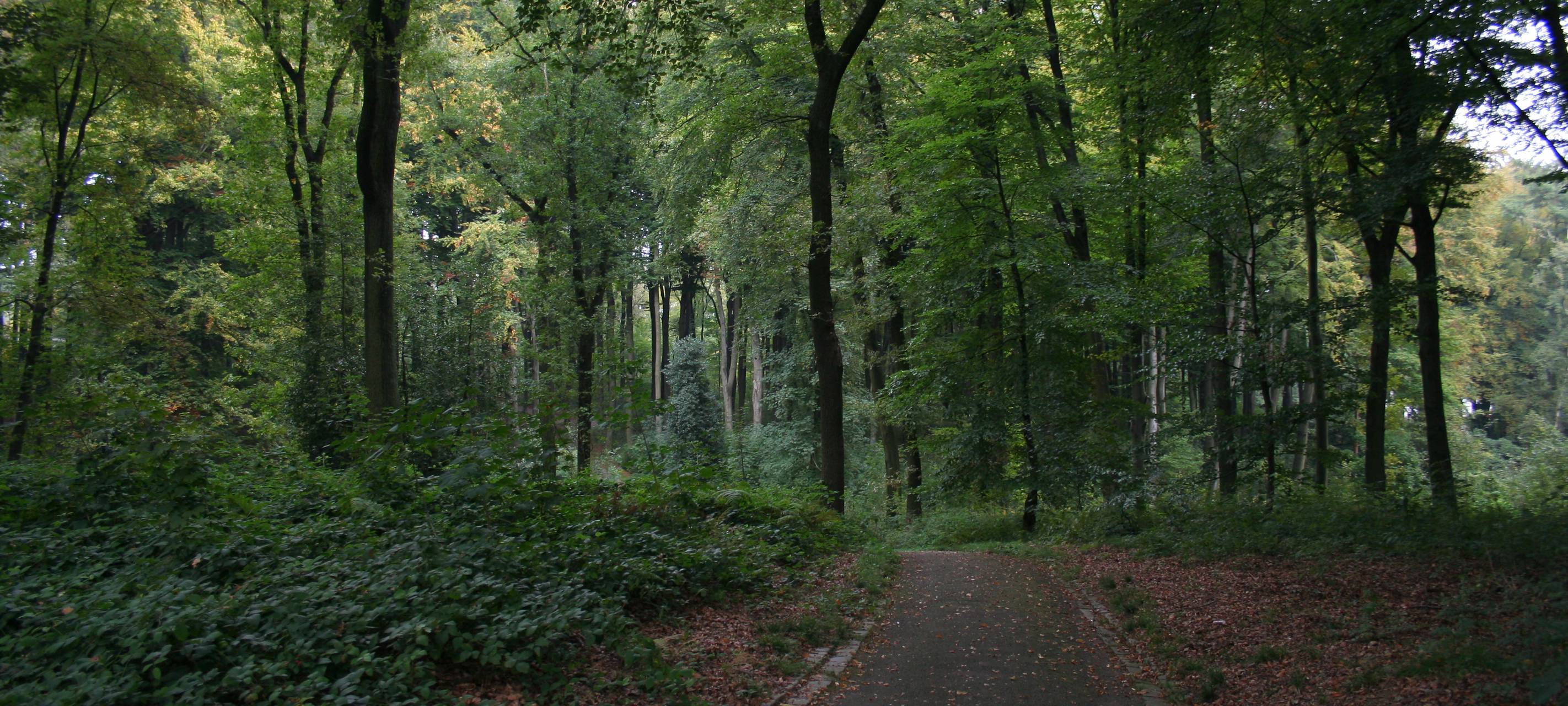 Alter Baum in Lütgendortmund gerettet