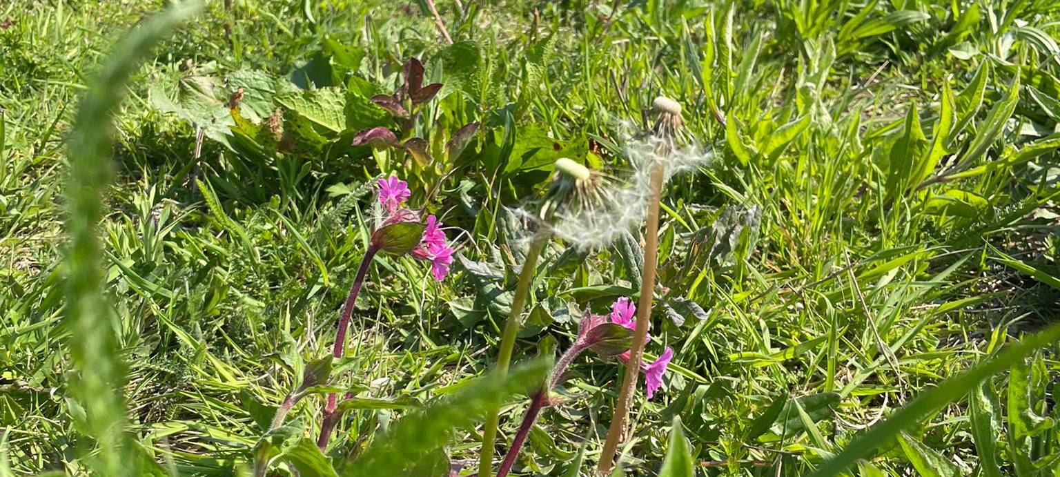Radio 91.2 übernimmt Patenschaft für Wildblumenwiese