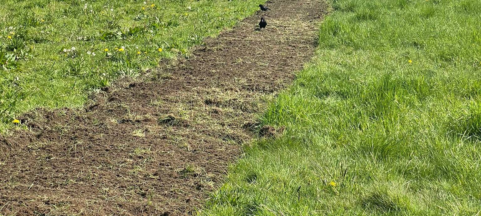 Radio 91.2 übernimmt Patenschaft für Wildblumenwiese
