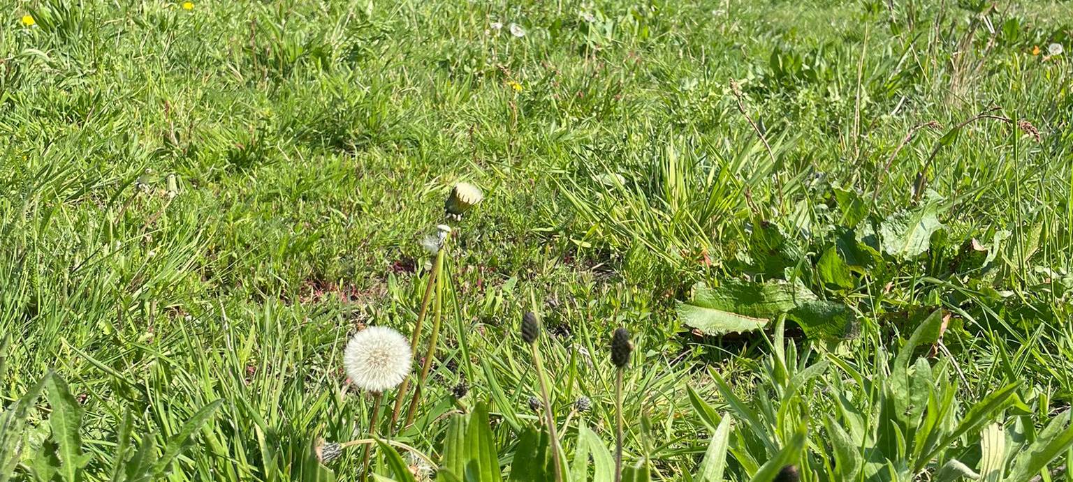 Radio 91.2 übernimmt Patenschaft für Wildblumenwiese
