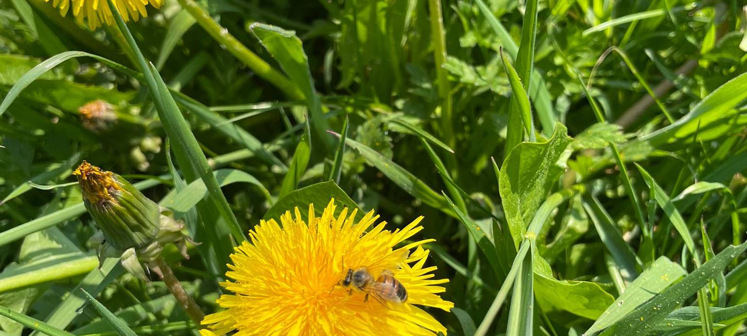 Radio 91.2 übernimmt Patenschaft für Wildblumenwiese