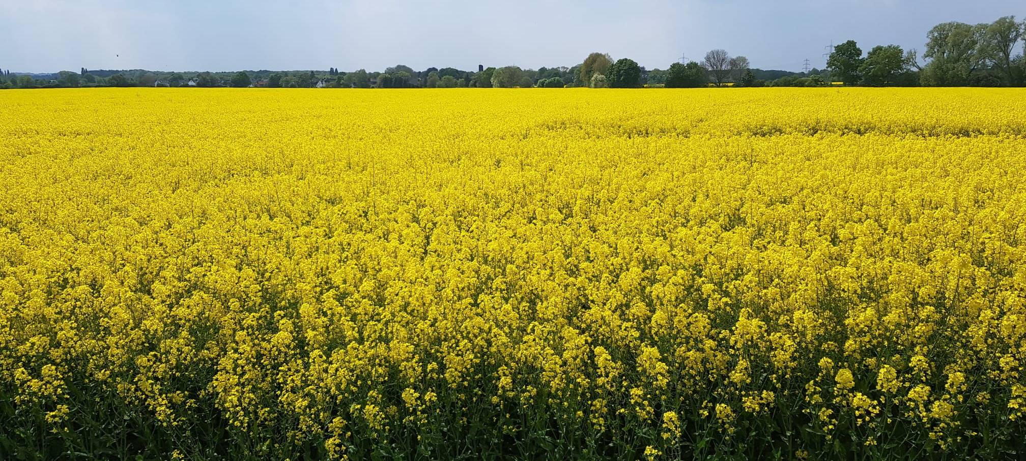 Rapsblüte noch kein Öl