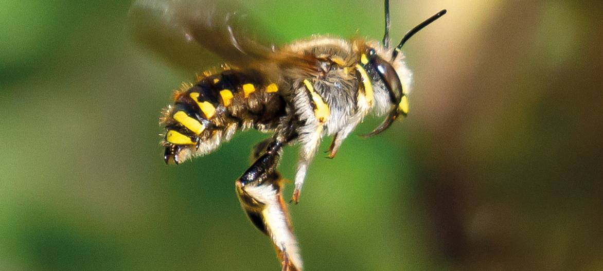 Dortmunder zählen im Juni Insekten